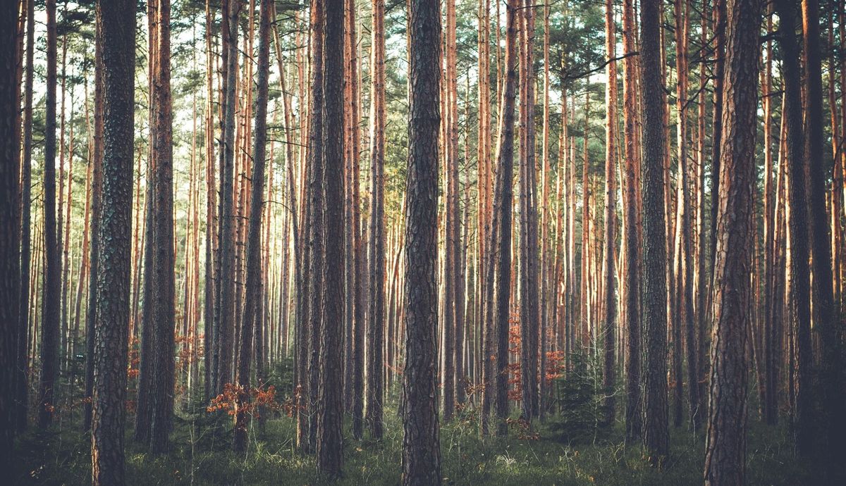 Tall pines in still forest light